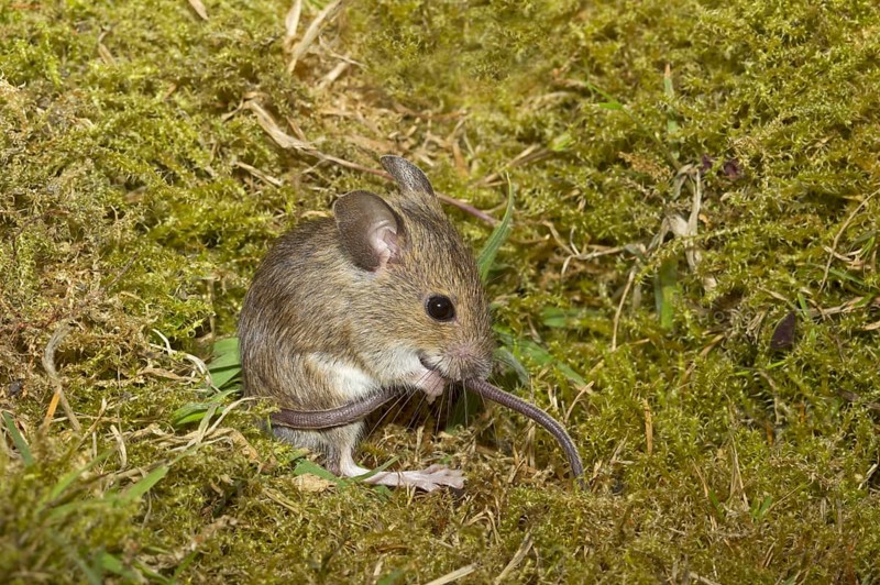 Wood mouse