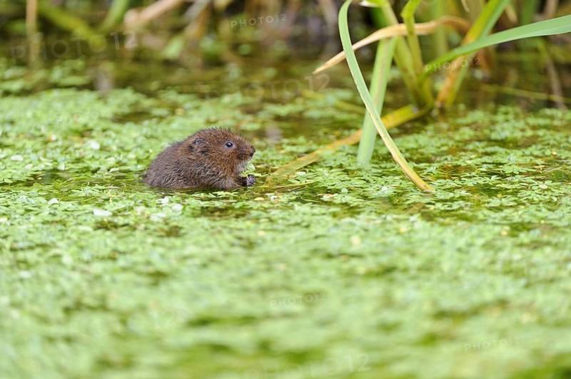Eastern vole