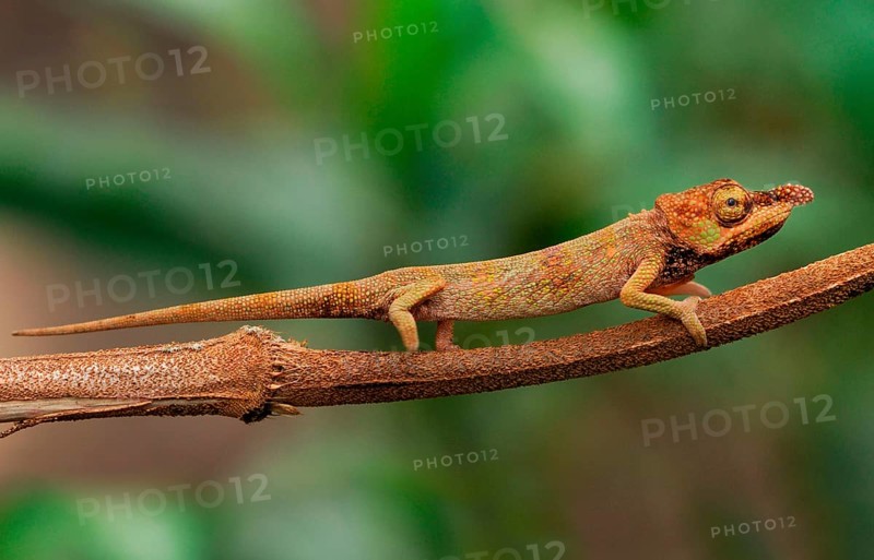 Long-nosed Chameleon