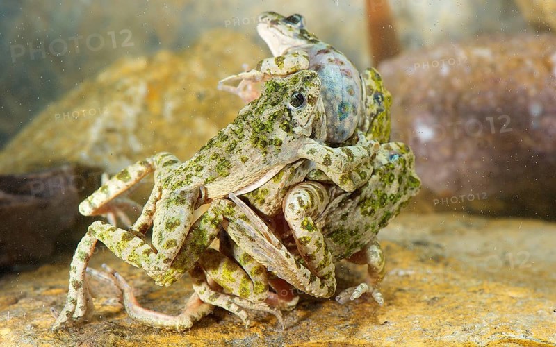 Common common parsley frog
