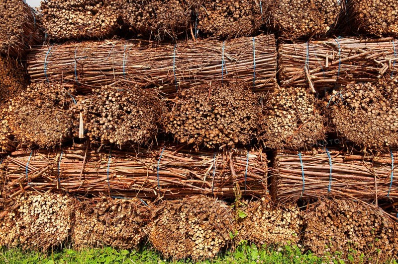 Biomass harvest