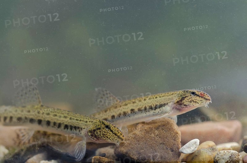 Spined Loach