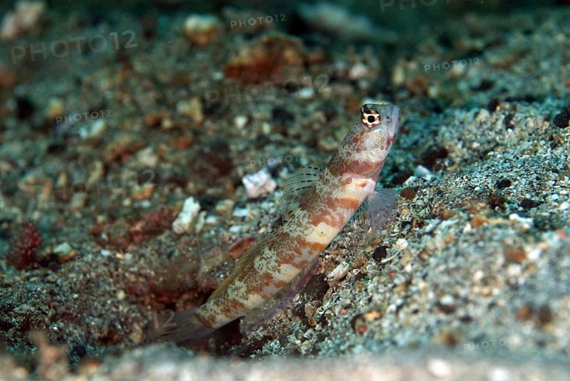 Spotted shrimp goby