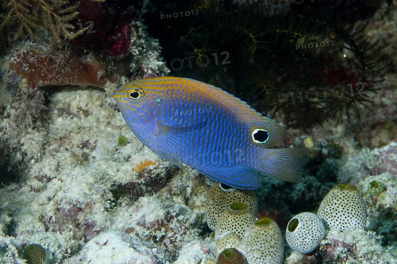 Princess Damselfish