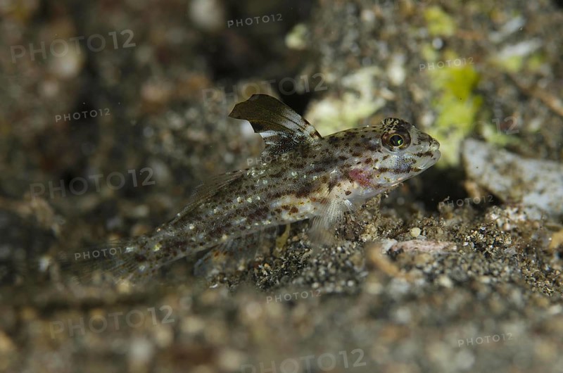 Blacktip sand goby