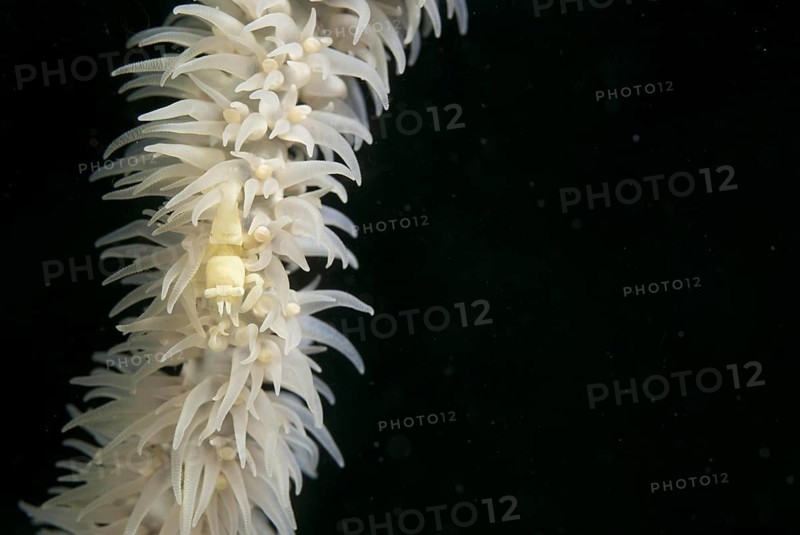 Wire Coral Shrimp