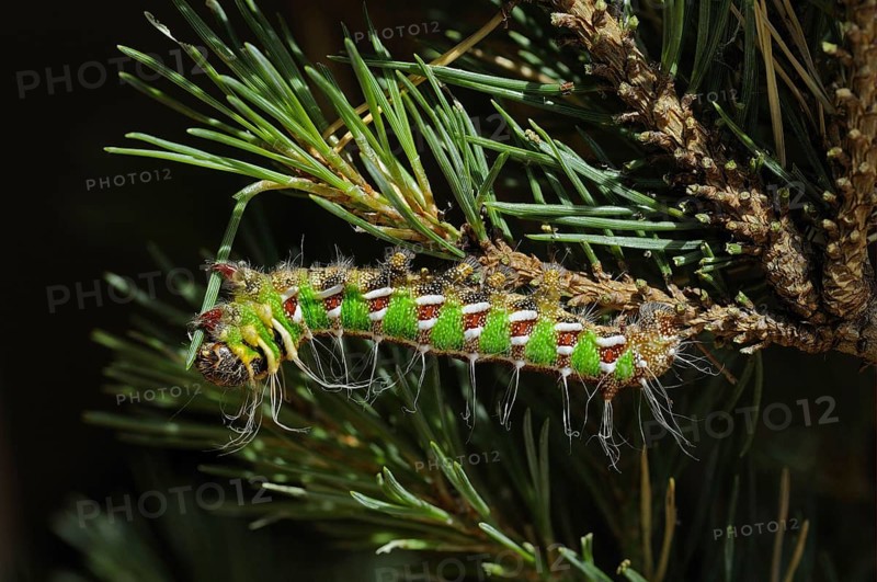 Spanish spanish moon moth