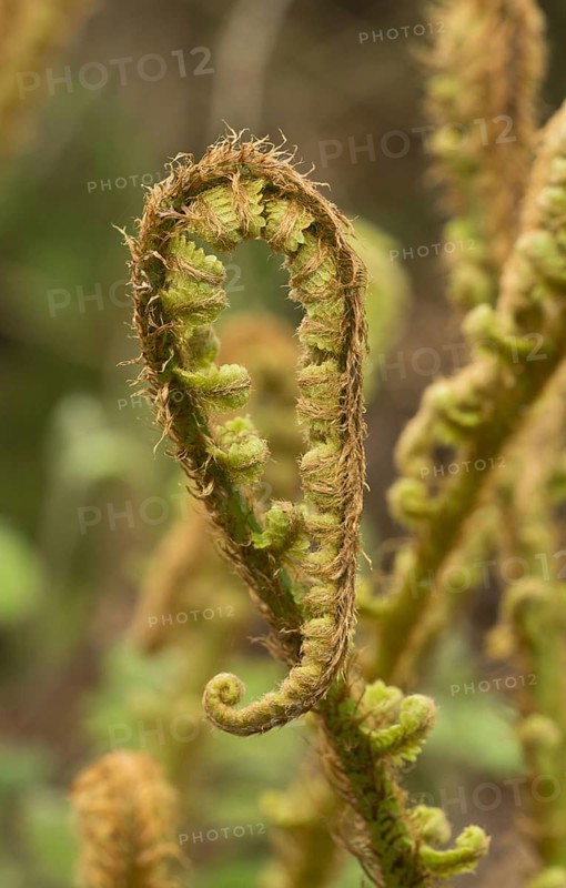 Scaly Male Fern