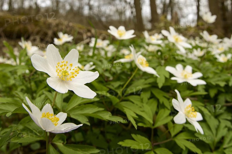 Wood Anemone