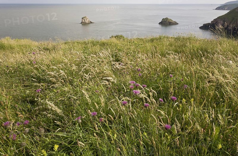 Greater Knapweed