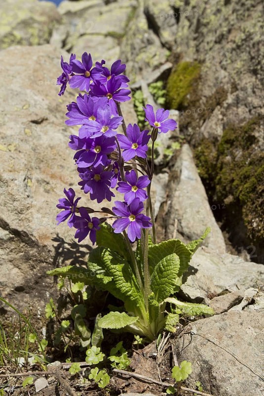 Shining Primula