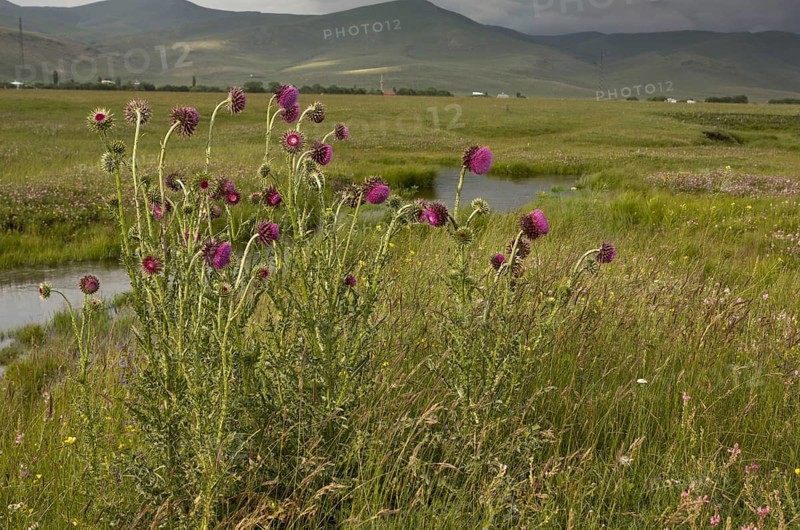 Musk thistle