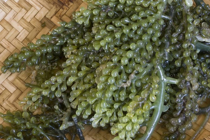 Green seaweed