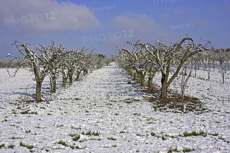 Cultivated apple trees