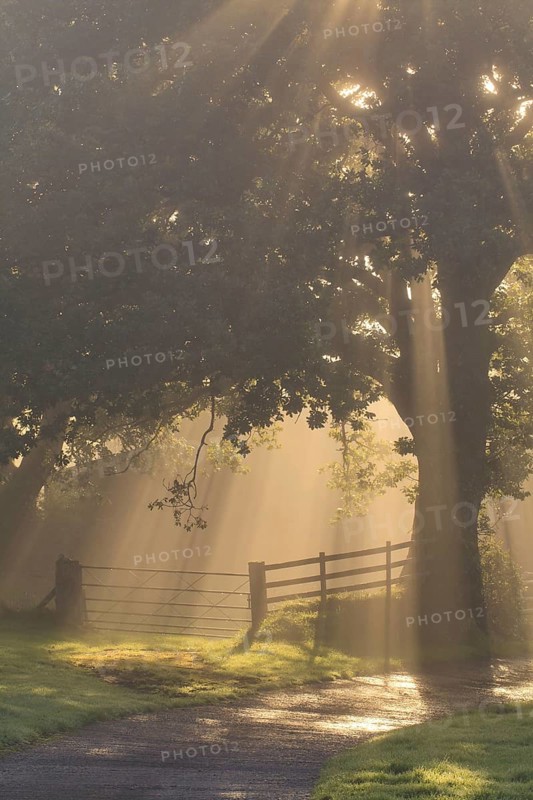 Sessile oak