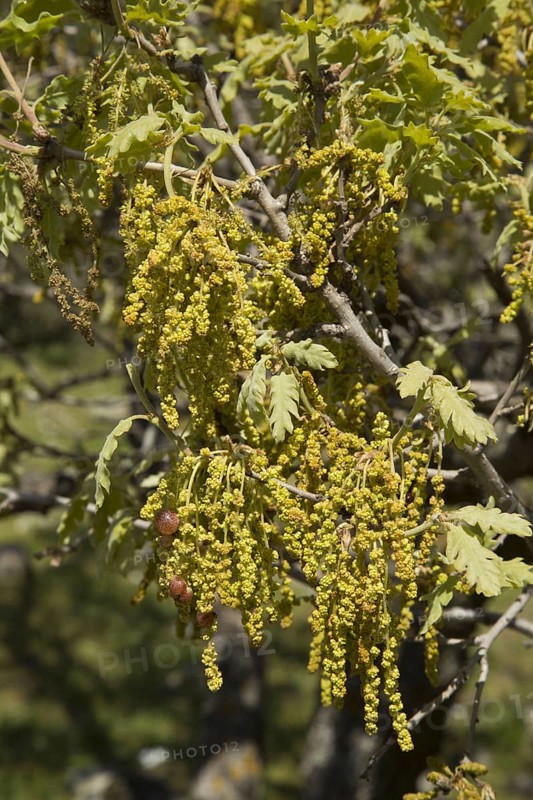 Downy oak