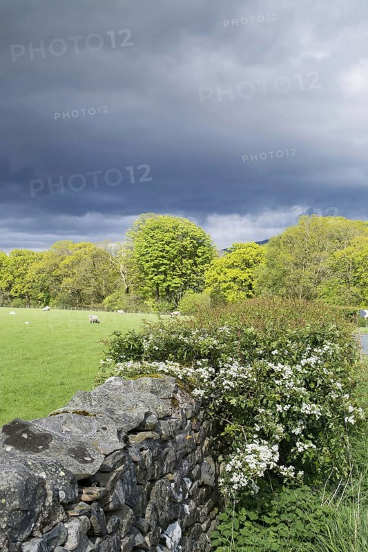 Dry stone wall and hawthorn