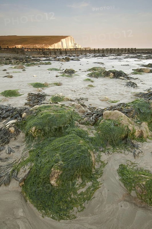 Rocks covered with seaweed on the coast