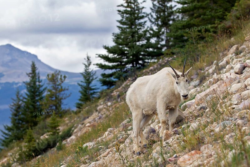 Rocky Mountain mountain goat