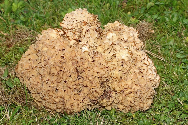 Frilled wood cauliflower fungus