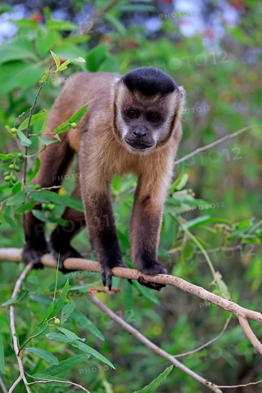 Tufted capuchin