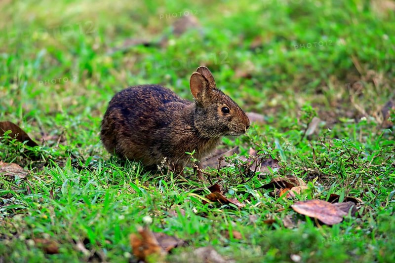 Marsh rabbit