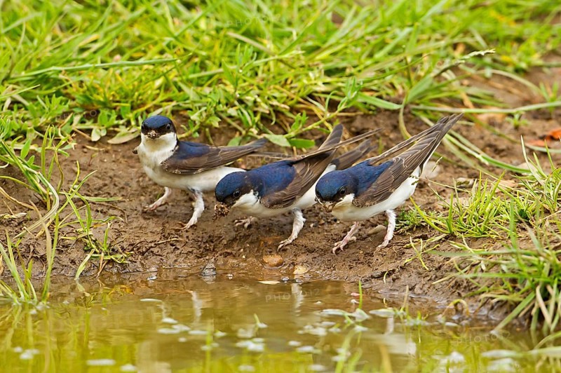 House Martin