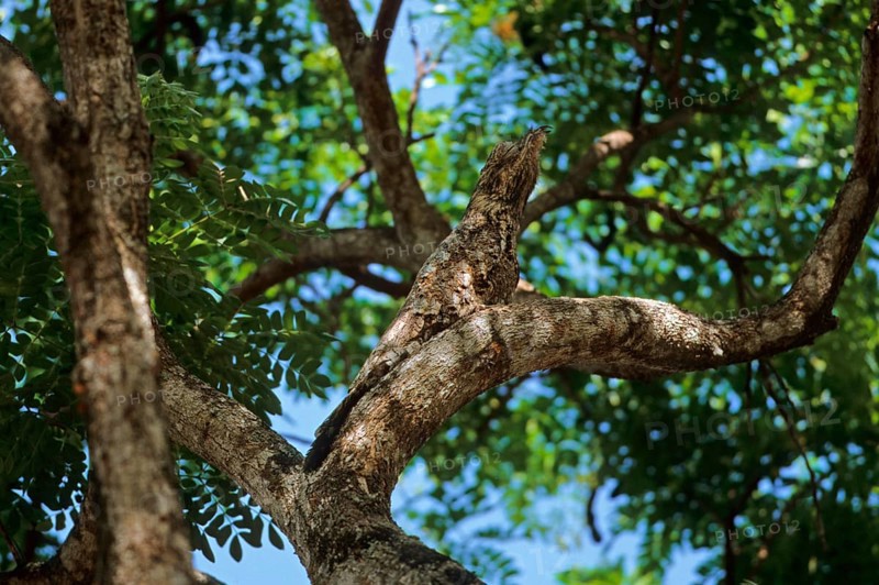Great potoo