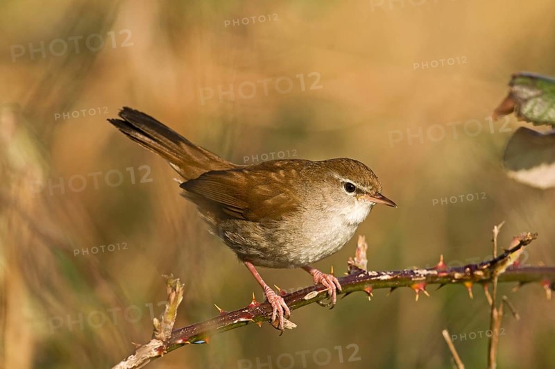 Cetti's Warbler