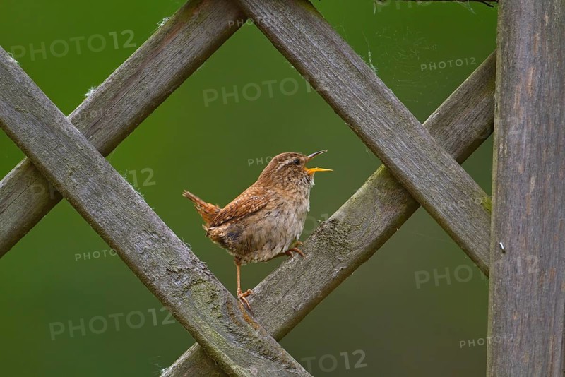 Winter Wren