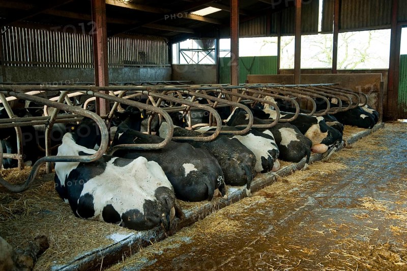 Domestic cattle