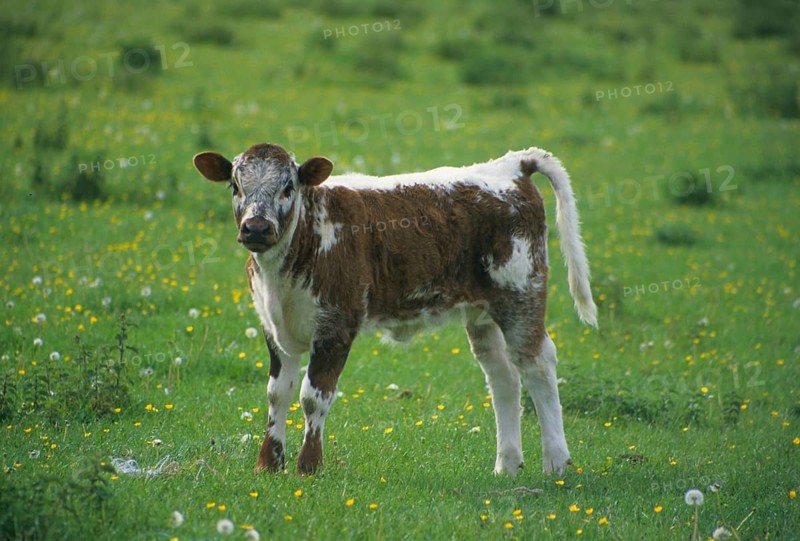 Longhorn calf in the meadow with buttercups