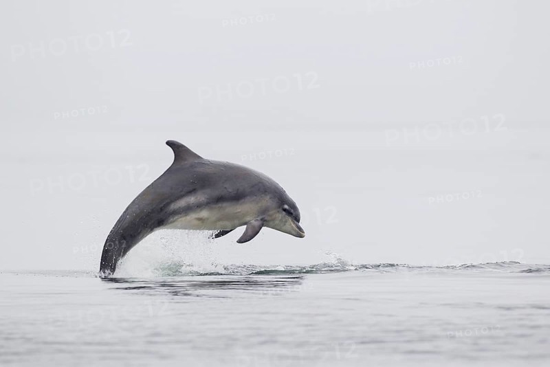 Bottlenose dolphin