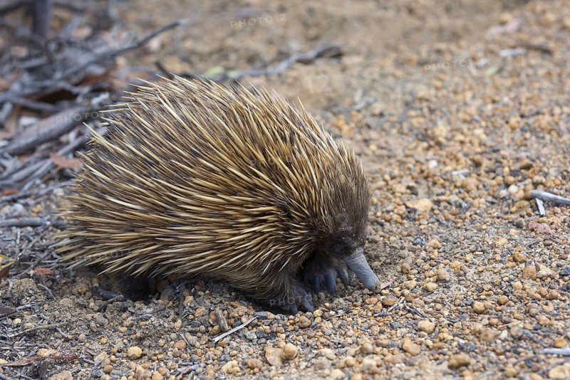 Echidna