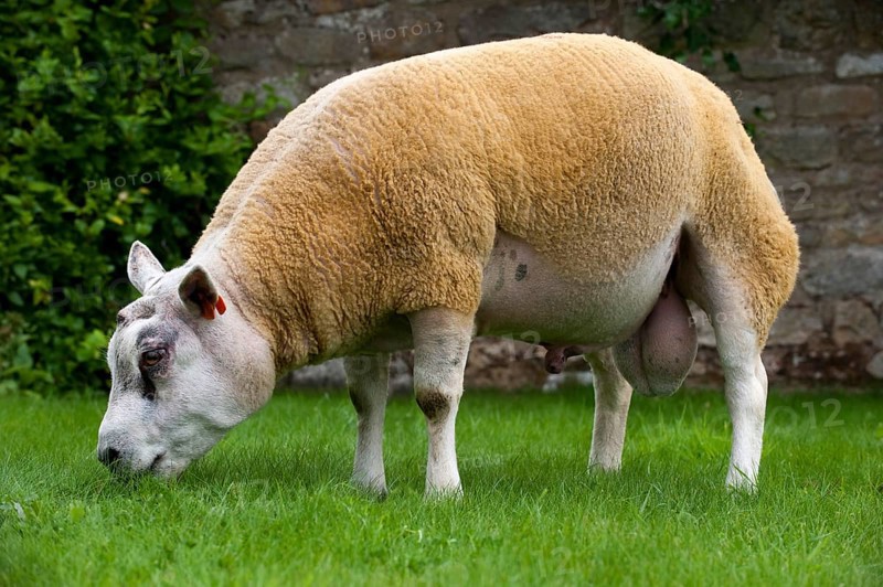 Domestic Sheep