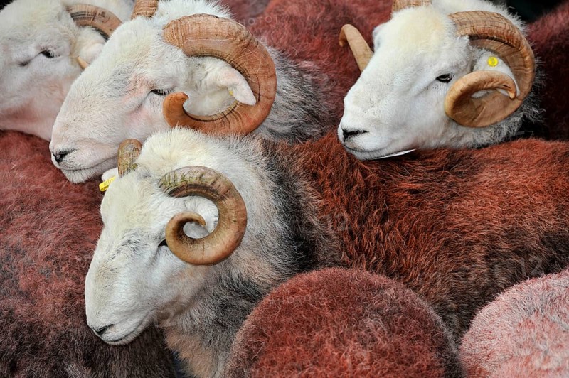 Domestic Sheep