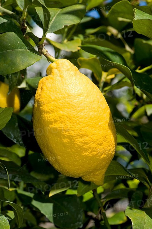 Lemon