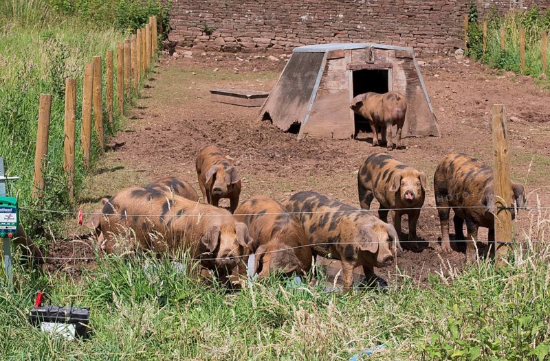 Domestic Pig