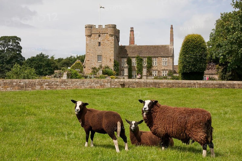 Domestic Sheep