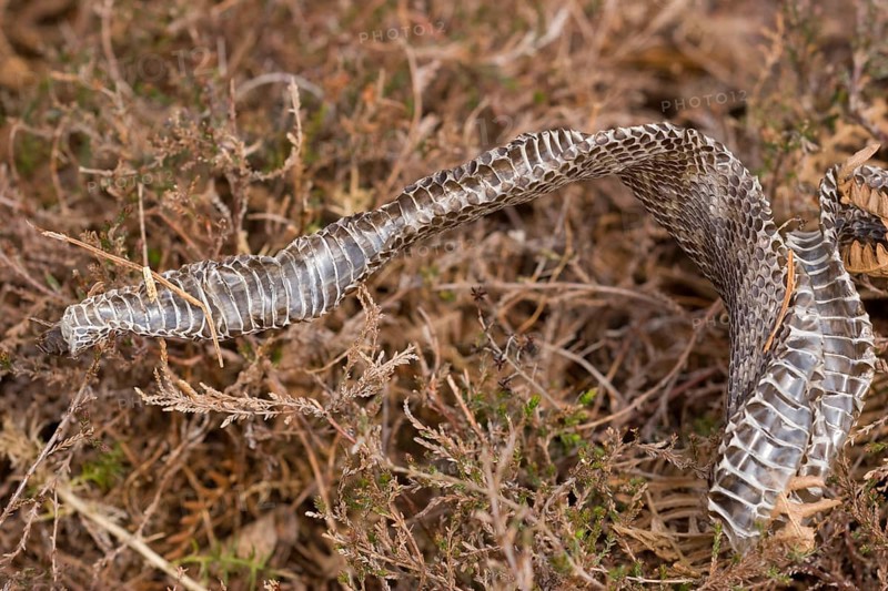 Adder
