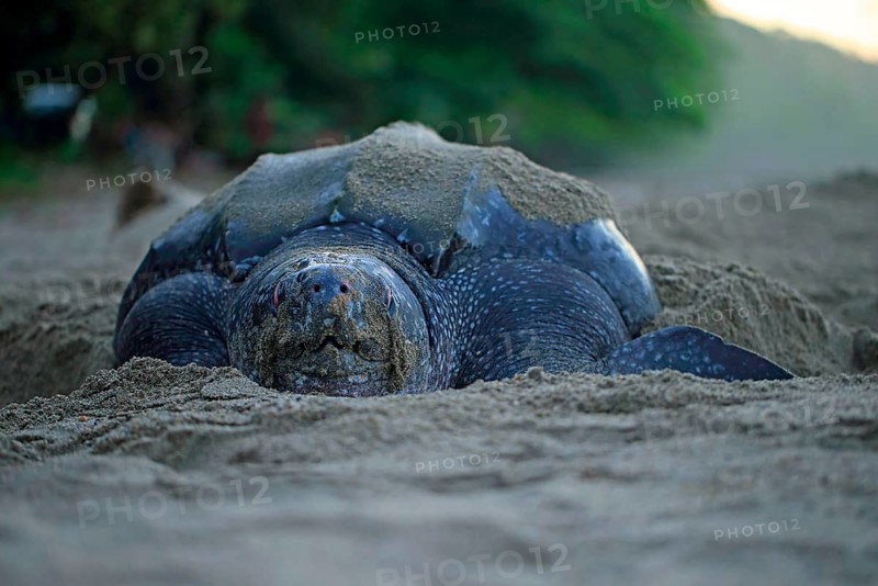 Leatherback sea turtle