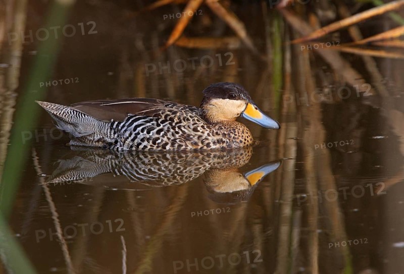 Silver Duck