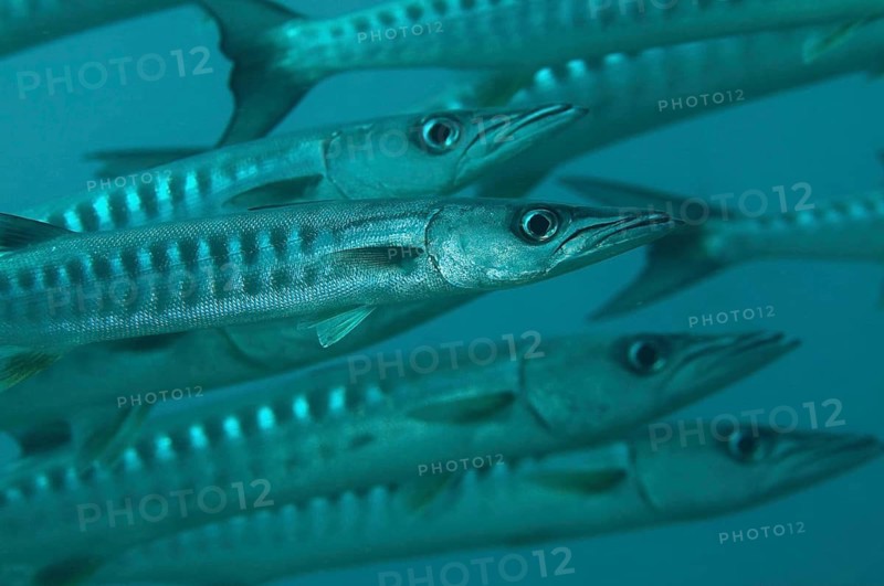 Darkfin Barracuda