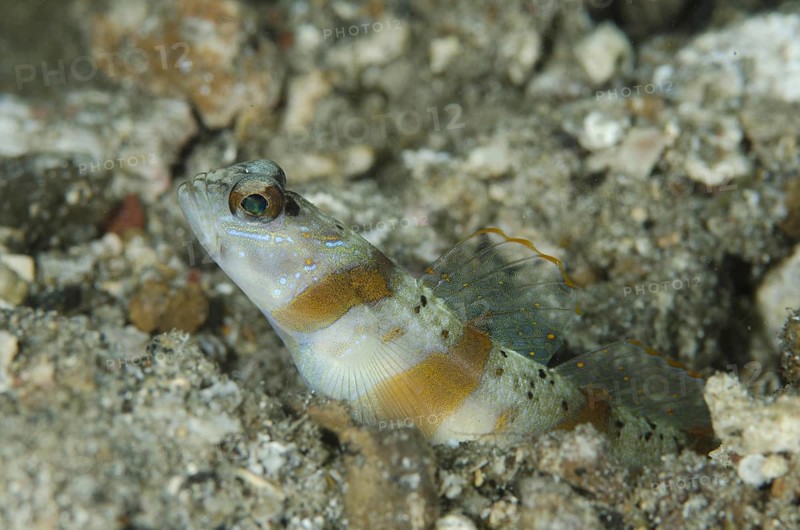 Arcfin Shrimpgoby