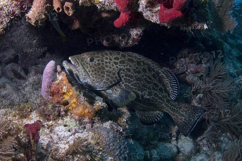 Adult yellowfin grouper