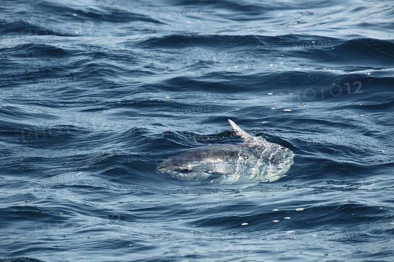 Ocean Sunfish