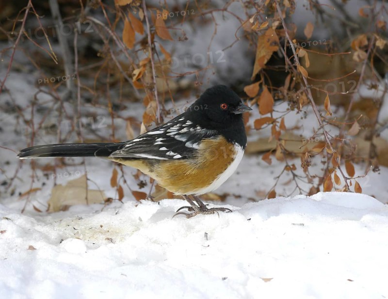 Spotted Towhee