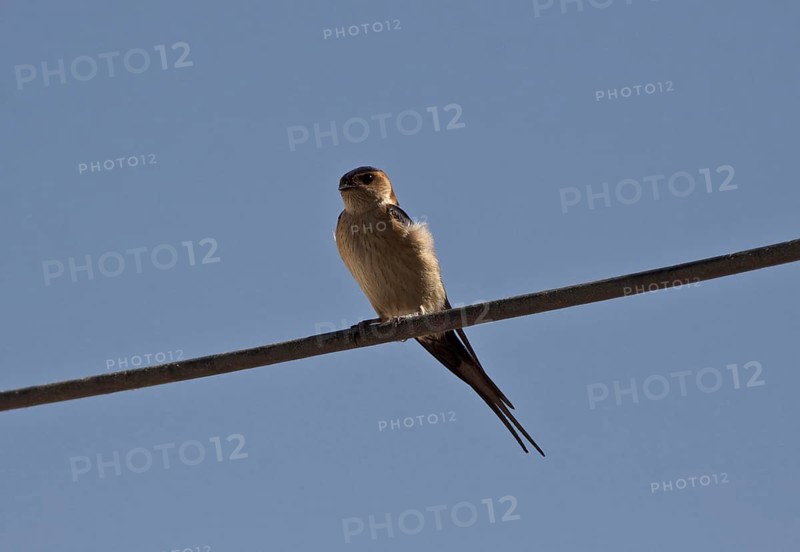Red-rumped swallow