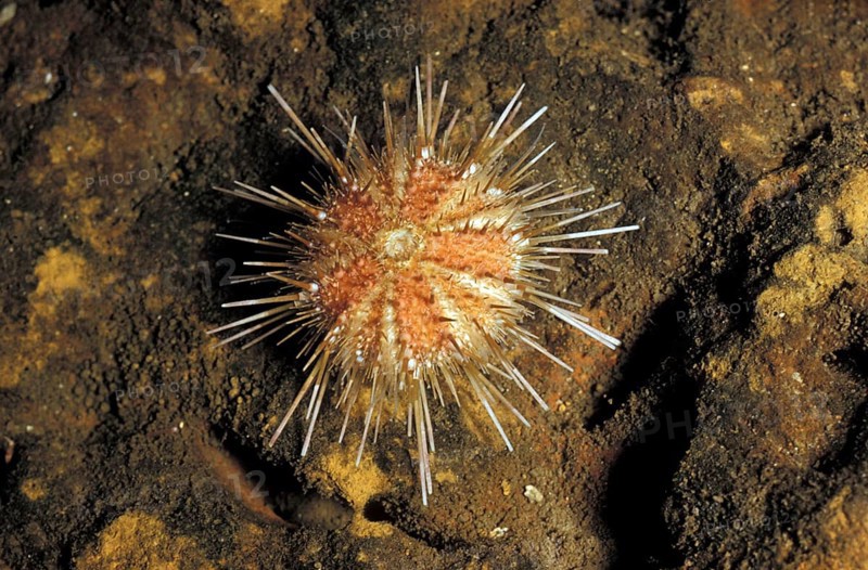 Urchin