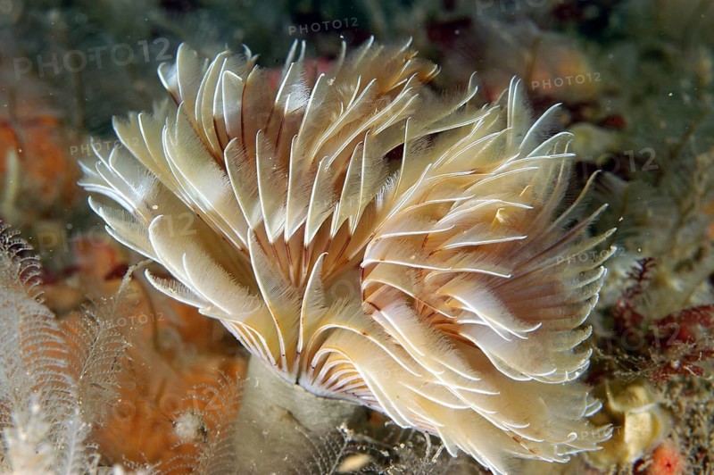 Twin-fan Worm